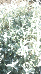 Stachys byzantina
