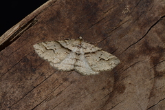 Syneora fractata