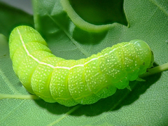 Orthosia cerasi