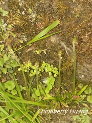 Aletris spicata