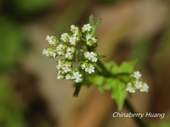 Valeriana flaccidissima