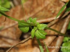 Valeriana flaccidissima
