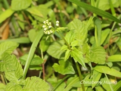 Valeriana flaccidissima