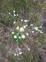 Hymenopappus artemisiifolius