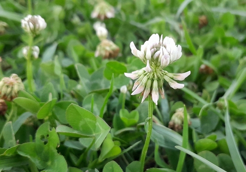 white clover