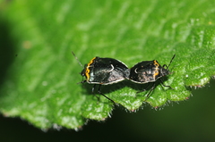 Cosmopepla conspicillaris