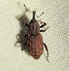 Steremnius carinatus