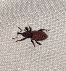 Steremnius carinatus