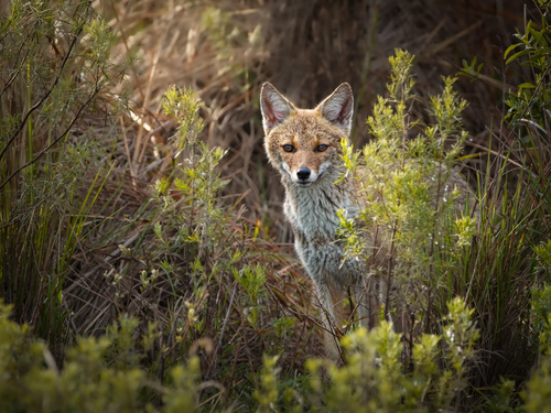 Pampas Fox, Picada del Bañadero, Entre Ríos, AR, photo 10 of 10