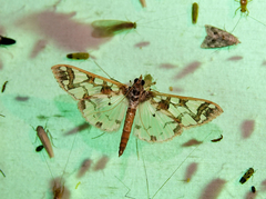 Polythlipta liquidalis
