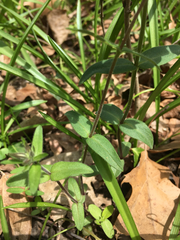 Phlox divaricata divaricata