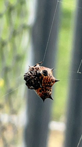 Spinybacked Orbweaver