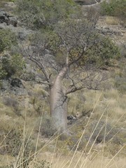 Adansonia gregorii