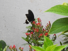 Papilio polytes