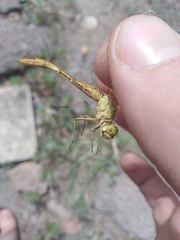 Sympetrum meridionale