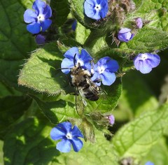 Melecta albifrons