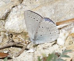 Iolana iolas