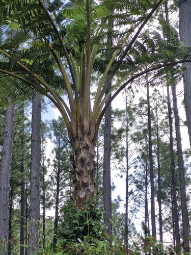 Sphaeropteris intermedia, photograph 2