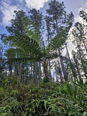Sphaeropteris intermedia, photograph (c) Irisa Hudson, some rights reserved (CC BY)
