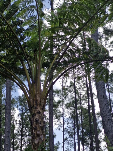 Sphaeropteris intermedia, photograph 1