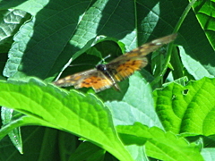Acraea pharsalus pharsalus