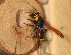 Rhynchium superbum