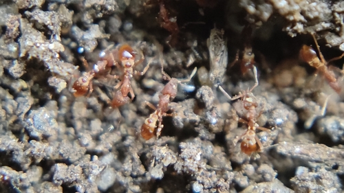 Ant