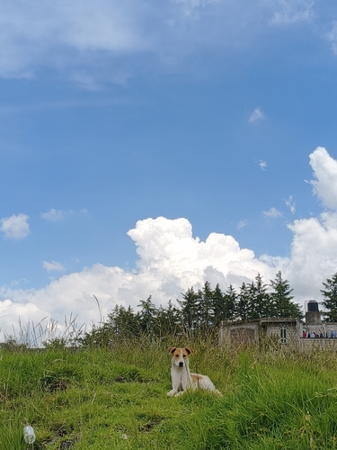 Perro Doméstico observed by ruleco92
