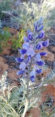 Sophora stenophylla