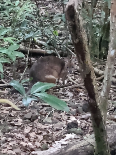 Northern Red-legged Pademelon