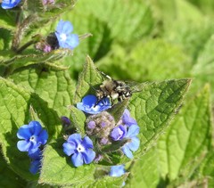 Melecta albifrons