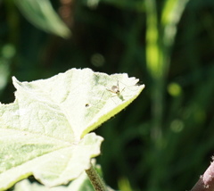 Micropeza corrigiolata