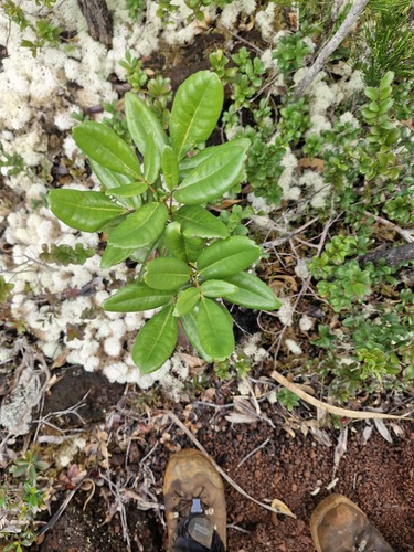 Pancheria billardierei observed 2026-07-22