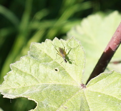 Micropeza corrigiolata