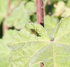 Micropeza corrigiolata