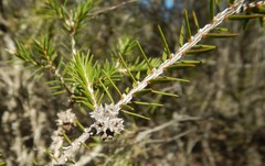 Melaleuca wilsonii