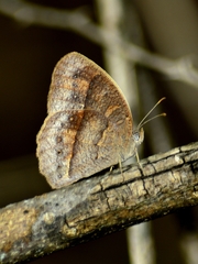 Mycalesina