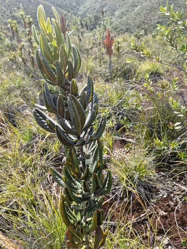 Pancheria hirsuta observed 2026-07-22