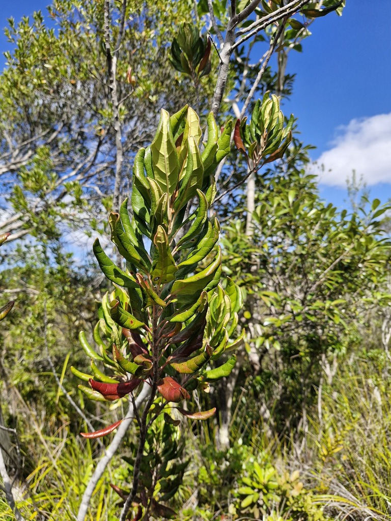 Argophyllum montanum (Argophyllum montanum)