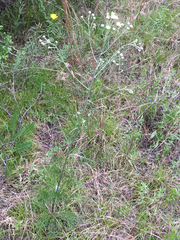 Hymenopappus artemisiifolius