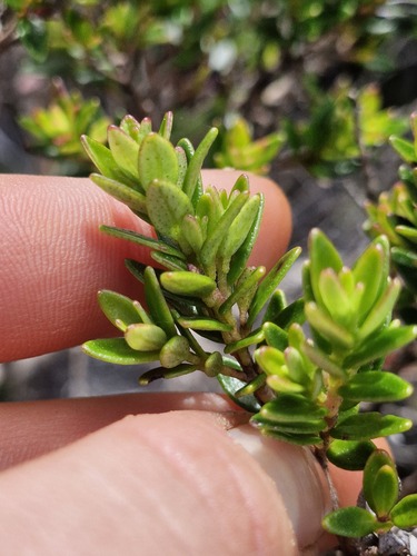Myrtastrum rufopunctatum observed 2026-07-22