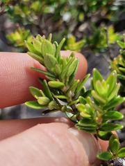 Myrtle Spurge (Myrtastrum)
