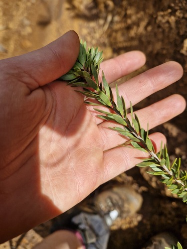 Melaleuca gnidioides observed 2026-07-22
