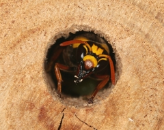 Rhynchium superbum
