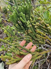 (c) Irisa Hudson, some rights reserved (CC BY) Dacrydium araucarioides, photograph (c) Irisa Hudson, some rights reserved (CC BY)