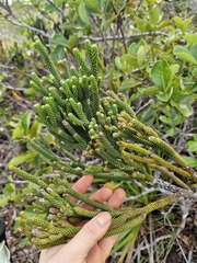 (c) Irisa Hudson, some rights reserved (CC BY) Dacrydium araucarioides, photograph (c) Irisa Hudson, some rights reserved (CC BY)