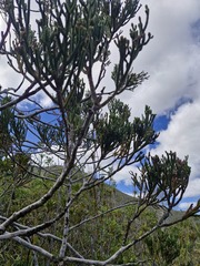 (c) Irisa Hudson, some rights reserved (CC BY) Dacrydium araucarioides, photograph (c) Irisa Hudson, some rights reserved (CC BY)