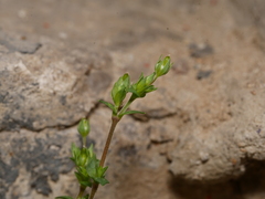 Moehringia trinervia