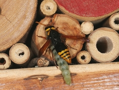 Rhynchium superbum