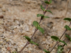 Moehringia trinervia
